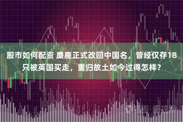 股市如何配资 麋鹿正式改回中国名,曾经仅存18只被英国买走,重归故土如今过得怎样?